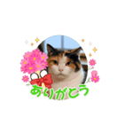 動く猫＊T家O 家とA I三毛（個別スタンプ：8）