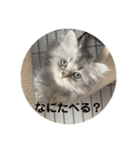 ぼくはミヌエットのあお（個別スタンプ：8）
