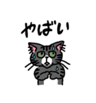 毎日楽しんでいる猫たち。（個別スタンプ：9）