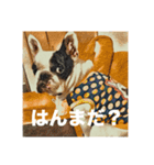 てんつくの日常3（個別スタンプ：13）