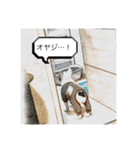 てんつくの日常3（個別スタンプ：16）