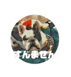 てんつくの日常3（個別スタンプ：31）