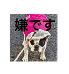 てんつくの日常3（個別スタンプ：40）