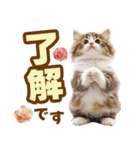 春花とねこ♡（個別スタンプ：3）