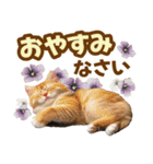 春花とねこ♡（個別スタンプ：11）