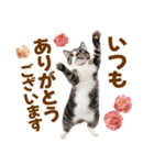 春花とねこ♡（個別スタンプ：14）