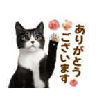 春花とねこ♡（個別スタンプ：18）