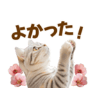 春花とねこ♡（個別スタンプ：19）