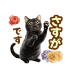 春花とねこ♡（個別スタンプ：24）