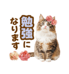 春花とねこ♡（個別スタンプ：32）