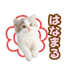 春花とねこ♡（個別スタンプ：40）