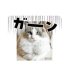 猫、うさぎスタンプ使ってって！（個別スタンプ：2）