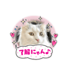 猫、うさぎスタンプ使ってって！（個別スタンプ：3）