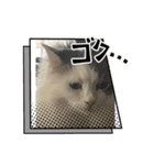 猫、うさぎスタンプ使ってって！（個別スタンプ：4）