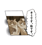 猫、うさぎスタンプ使ってって！（個別スタンプ：5）