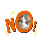 猫、うさぎスタンプ使ってって！（個別スタンプ：6）