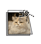 猫、うさぎスタンプ使ってって！（個別スタンプ：7）
