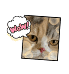 猫、うさぎスタンプ使ってって！（個別スタンプ：8）