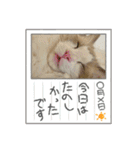 猫、うさぎスタンプ使ってって！（個別スタンプ：10）