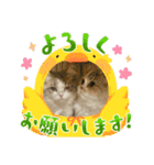猫、うさぎスタンプ使ってって！（個別スタンプ：11）