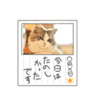 猫、うさぎスタンプ使ってって！（個別スタンプ：12）