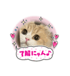 猫、うさぎスタンプ使ってって！（個別スタンプ：13）