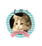 猫、うさぎスタンプ使ってって！（個別スタンプ：17）
