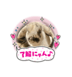 猫、うさぎスタンプ使ってって！（個別スタンプ：19）