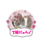 猫、うさぎスタンプ使ってって！（個別スタンプ：20）