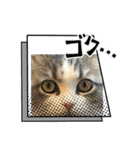 猫、うさぎスタンプ使ってって！（個別スタンプ：22）