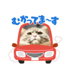 猫、うさぎスタンプ使ってって！（個別スタンプ：26）