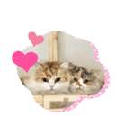猫、うさぎスタンプ使ってって！（個別スタンプ：29）