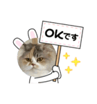 猫、うさぎスタンプ使ってって！（個別スタンプ：30）