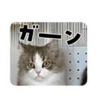 猫、うさぎスタンプ使ってって！（個別スタンプ：31）
