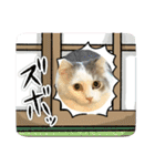 猫、うさぎスタンプ使ってって！（個別スタンプ：32）