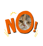 猫、うさぎスタンプ使ってって！（個別スタンプ：33）