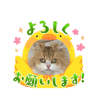 猫、うさぎスタンプ使ってって！（個別スタンプ：35）