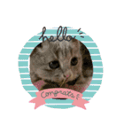 猫、うさぎスタンプ使ってって！（個別スタンプ：36）