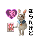 猫＆犬:着ぐるみ（個別スタンプ：23）