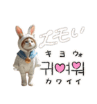 猫＆犬:着ぐるみ（個別スタンプ：24）