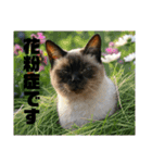 春夏秋冬猫（個別スタンプ：3）