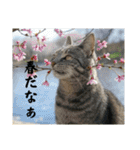 春夏秋冬猫（個別スタンプ：5）
