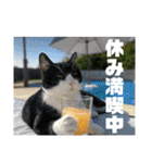 春夏秋冬猫（個別スタンプ：8）