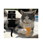 春夏秋冬猫（個別スタンプ：9）