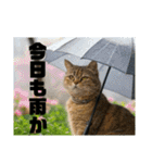 春夏秋冬猫（個別スタンプ：10）