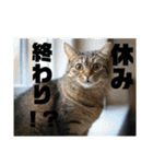春夏秋冬猫（個別スタンプ：13）