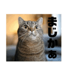 春夏秋冬猫（個別スタンプ：14）