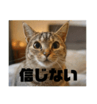 春夏秋冬猫（個別スタンプ：15）