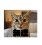 春夏秋冬猫（個別スタンプ：16）