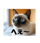 春夏秋冬猫（個別スタンプ：21）
